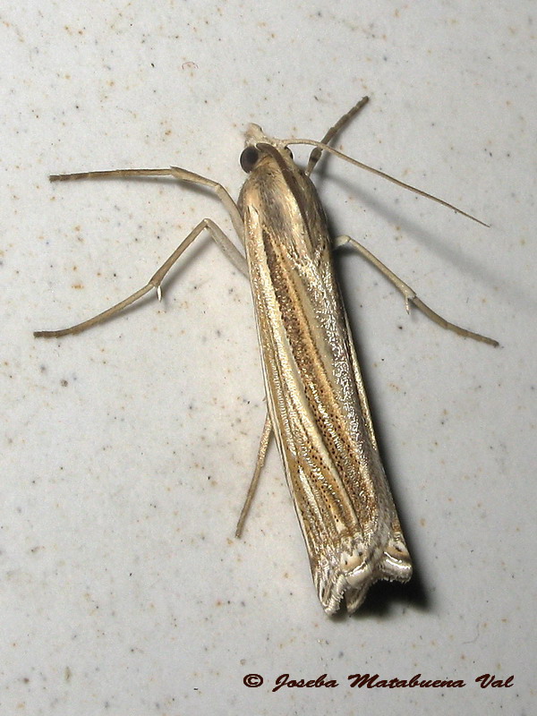 Ancylolomia tentaculella - Crambidae